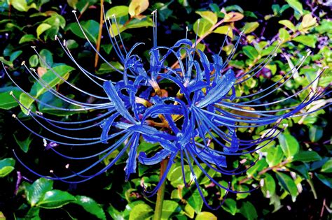 紅蓮華 彼岸花|彼岸花の別名一覧！名前だけじゃなく色によって種類。